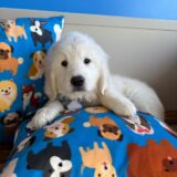Crusoe Golden Retriever 01