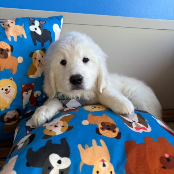 Crusoe Golden Retriever 01