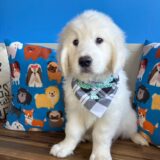 Crusoe Golden Retriever 02