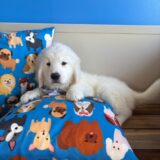 Crusoe Golden Retriever 03