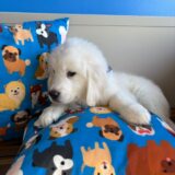 Crusoe Golden Retriever 04