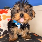 Cuddles Yorkshire Terrier 01