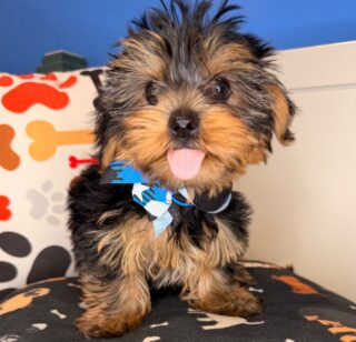 Cuddles Yorkshire Terrier 01