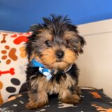 Cuddles Yorkshire Terrier 02