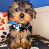 Cuddles Yorkshire Terrier 03
