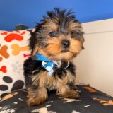Cuddles Yorkshire Terrier 04