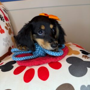 Dallas Dachshund 01 Dallas Dachshund 01