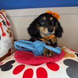 Dallas Dachshund 02