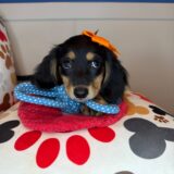 Dallas Dachshund 03