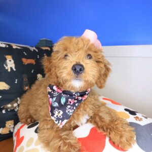Diary Goldendoodle 01 Diary Goldendoodle 01