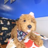 Diary Goldendoodle 03