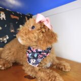 Diary Goldendoodle 04