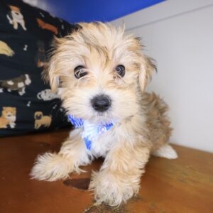Domino Morkie 01 Domino Morkie 01