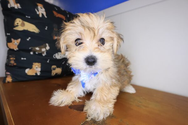 Domino Morkie 01