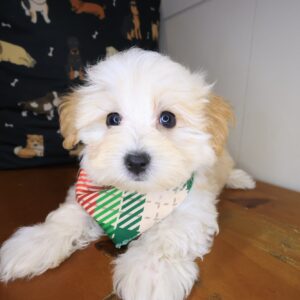 Dudley Maltipoo 01 Dudley Maltipoo 01