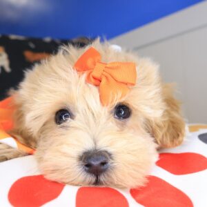Edward Maltipoo 01