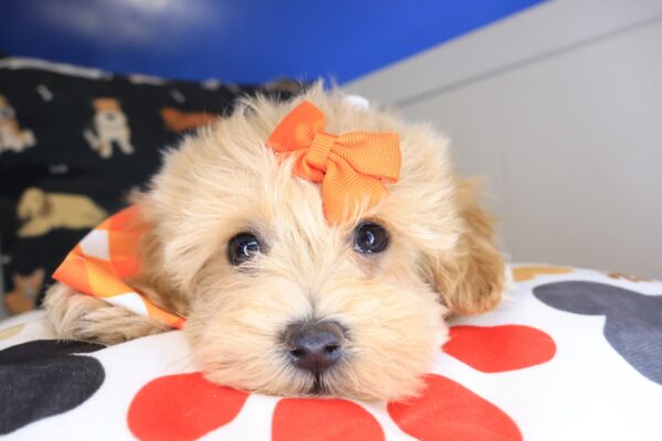 Edward Maltipoo 01