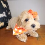 Edward Maltipoo 02