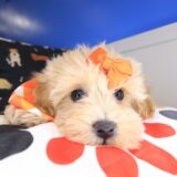 Edward Maltipoo 03