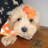 Edward Maltipoo 04