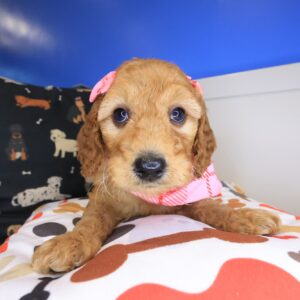 Electra Goldendoodle 01 Electra Goldendoodle 01