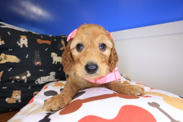Electra Goldendoodle 01