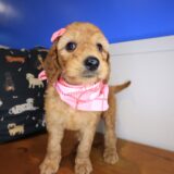 Electra Goldendoodle 02