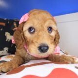 Electra Goldendoodle 03