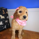 Electra Goldendoodle 04