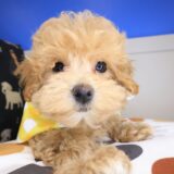 Empress Maltipoo 01