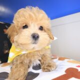 Empress Maltipoo 02