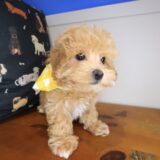 Empress Maltipoo 03