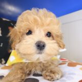 Empress Maltipoo 04