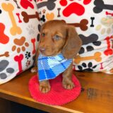 Finnigan Dachshund 01