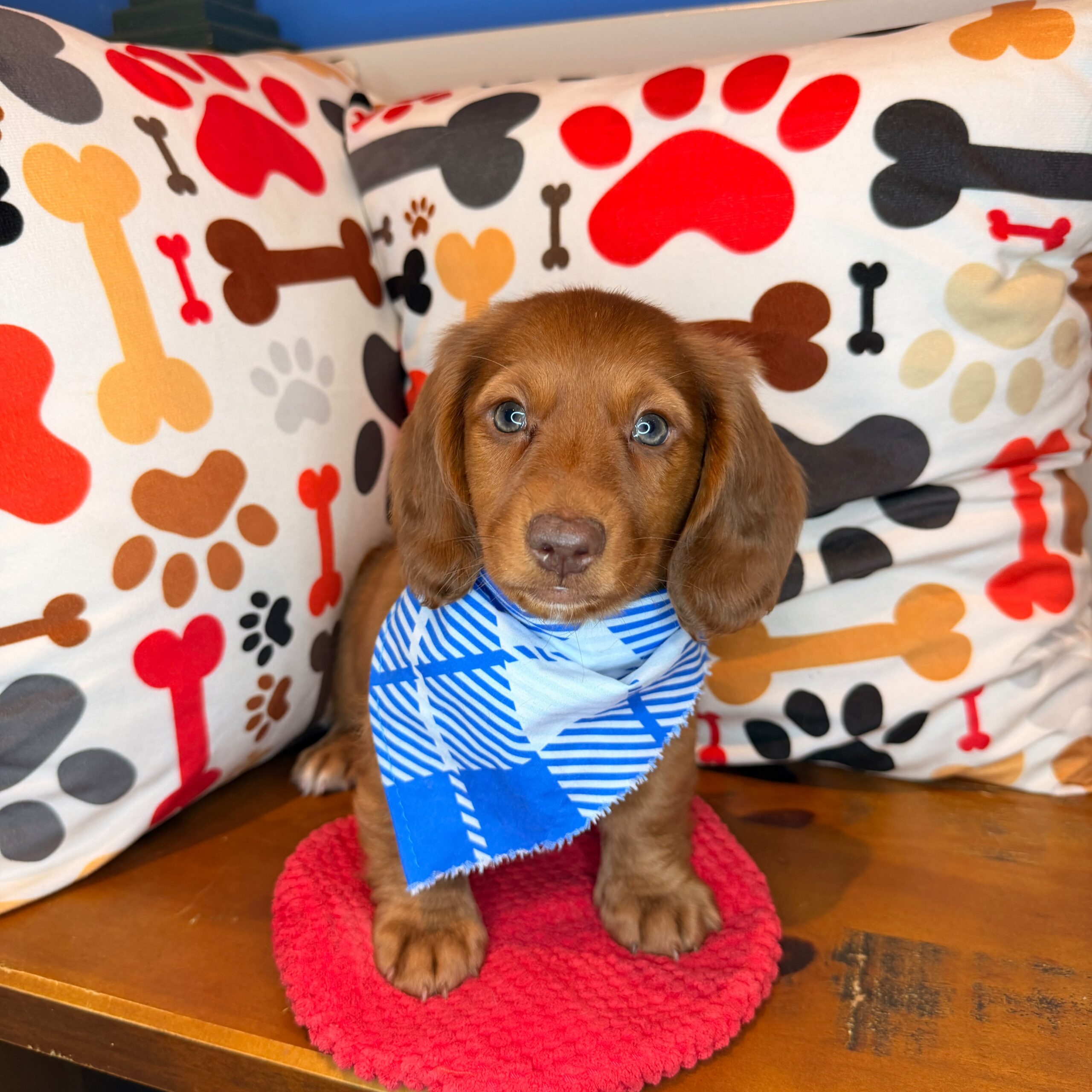 Finnigan Dachshund 02