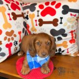Finnigan Dachshund 03