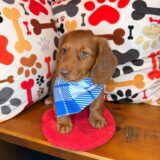 Finnigan Dachshund 04