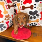 Foster Dachshund 01