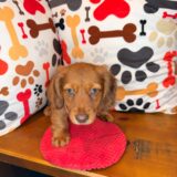 Foster Dachshund 02