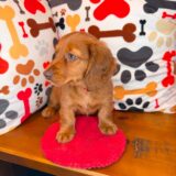 Foster Dachshund 03
