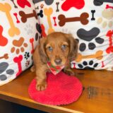 Foster Dachshund 04