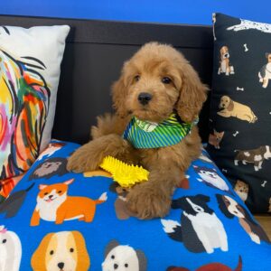 Gobbler Goldendoodle 01 Gobbler Goldendoodle 01
