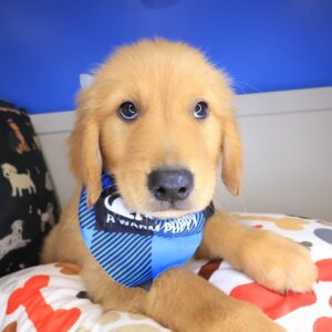 Han Golden Retriever 01Han Golden Retriever 01 Han Golden Retriever 01