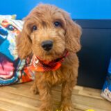 Harley Goldendoodle 01
