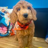 Harley Goldendoodle 02