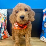 Harley Goldendoodle 03