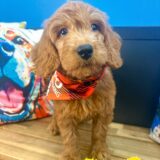 Harley Goldendoodle 04
