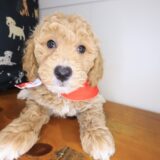 Inferno Goldendoodle 01
