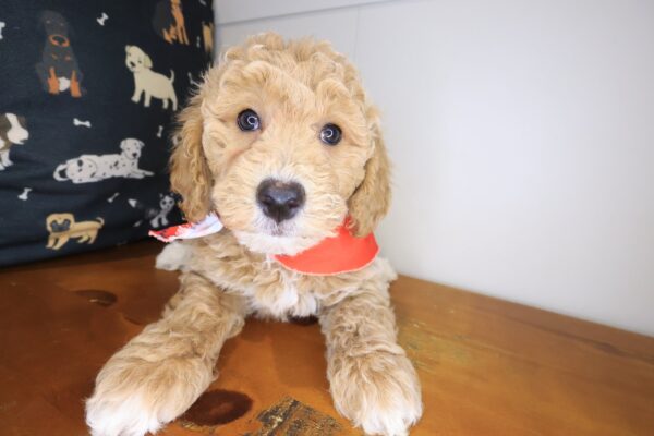 Inferno Goldendoodle 01