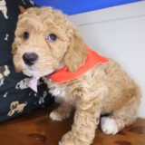Inferno Goldendoodle 04
